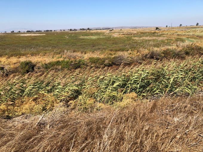 Landscape photograph showing a Phragmites patch in Suisun Marsh.