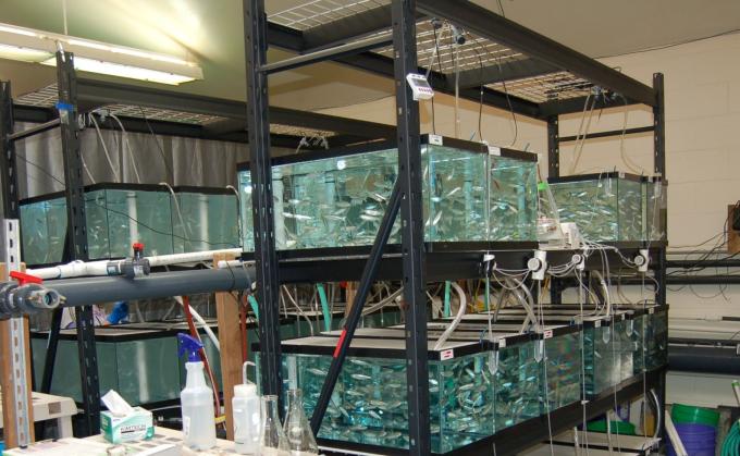 Multiple replicate aquariums housing juvenile Chinook salmon during the multiple stressor exposure. The two racks of aquariums represent the two temperatures during the exposure with individual aquariums representing different contaminant exposure treatment levels.