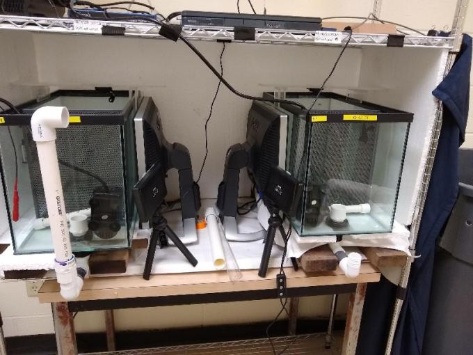 Replicate observation tanks used in the predator response assay. Each tank is equipped with a computer display projecting a looming stimulus that simulates a predator attack, as well as multiple video cameras to record individual fish responses.