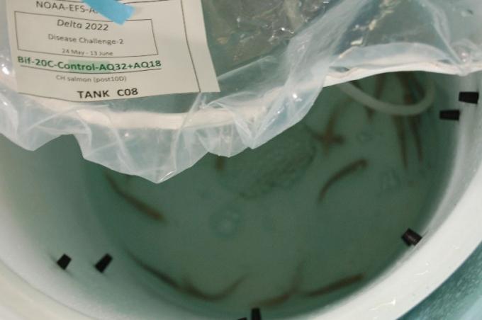 Juvenile Chinook salmon with the exposure vessel during the pathogen challenge assay.