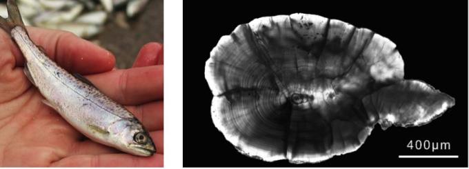 (Left) Juvenile salmon, shown, use different rearing habitats on the freshwater landscape prior to seaward migration. Image by Rachel Johnson, NOAA Fisheries; (Right) Photograph of a sectioned otolith from a juvenile Chinook salmon showing the daily increments that provide information on fish age and growth (much like tree rings). The chemical composition of the otolith is used to reconstruct fish growth and movement into different habitats as the salmon migrate from where they were born to the ocean. Image