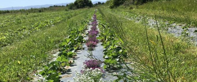 Agricultural farmlands in the Sacramento-San Joaquin Delta