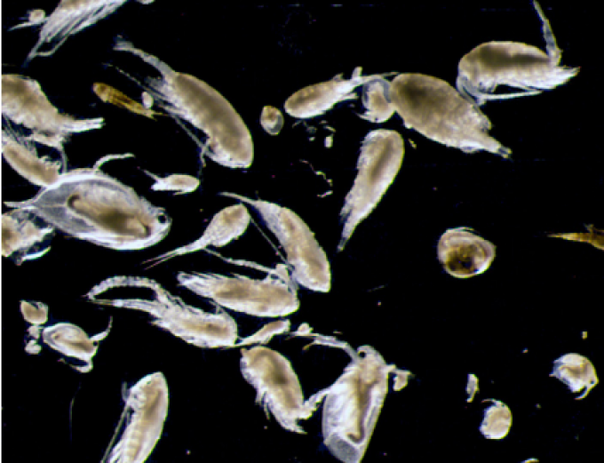 Microscope image showing a subsample of the zooplankton present in the water, possible prey available to the larval fishes.