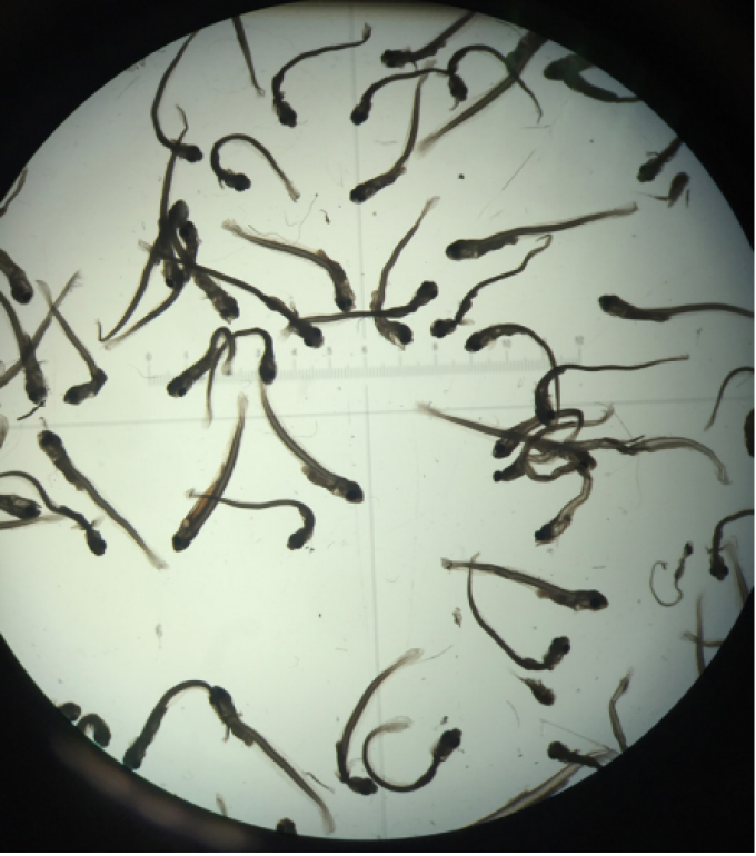 Microscope image of mixed larval fishes from a water sample. 