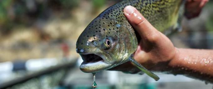 Sacramento River winter-run Chinook salmon