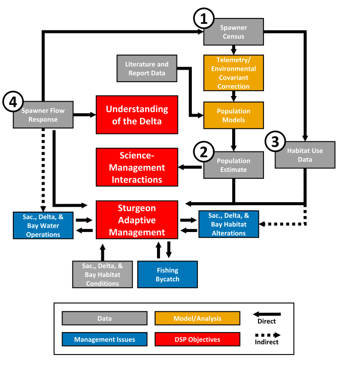 Conceptual model. This diagram shows how the four objectives (labeled 1-4) of this proposal fit together and fit with three of the Delta Science Plan’s (DSP) objectives and actions (red boxes). After applying several models, which relay on current scientific understanding of green sturgeon physiology and behavior, to our spawner census data (objective 1), we calculate a population estimate (objective 2). This population estimate informs adaptative management and sturgeon management issues (a DSP objective).