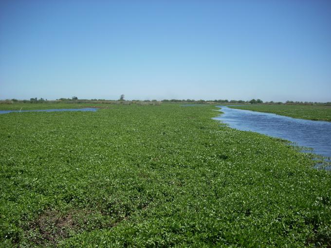 Water primrose invasion Rhode Island, CA
