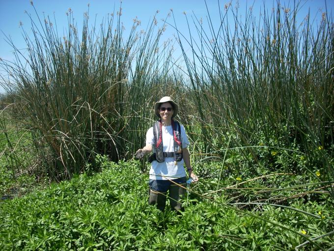 J. Drexler collecting data in water primrose invaded tule/cattail stand