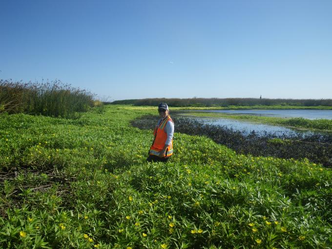 E. Hestir in water primrose patch