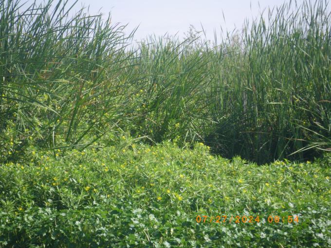 Water primrose invaded tule/cattail