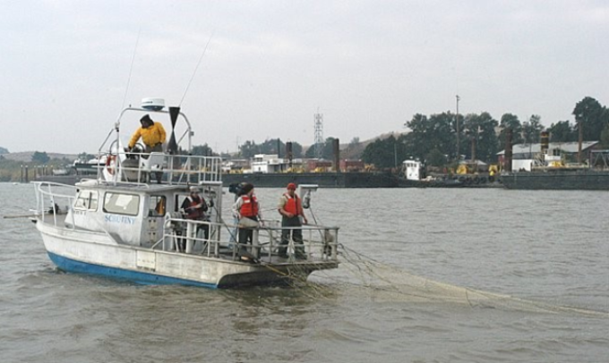 FMWT crew retrieving net at the end of a tow