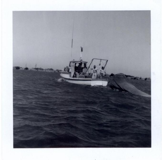 CDFW staff bringing in the Summer Townet. This survey program has been monitoring fish abundances in the upper San Francisco Estuary since 1959.