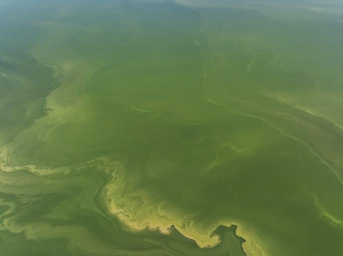 Algal bloom in San Luis Reservoir