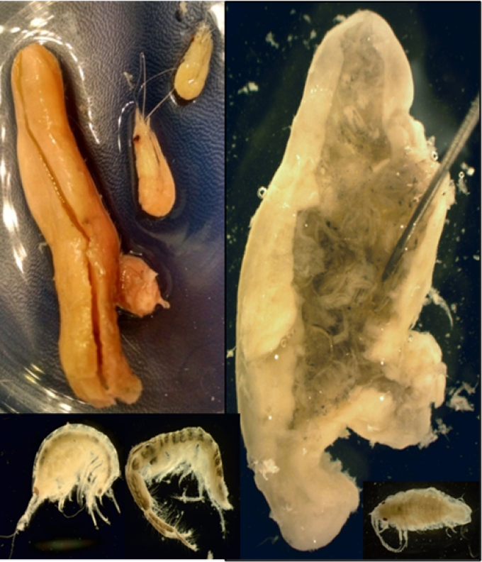 Identification and enumeration of fish stomach contents, with examples of some common prey organisms.